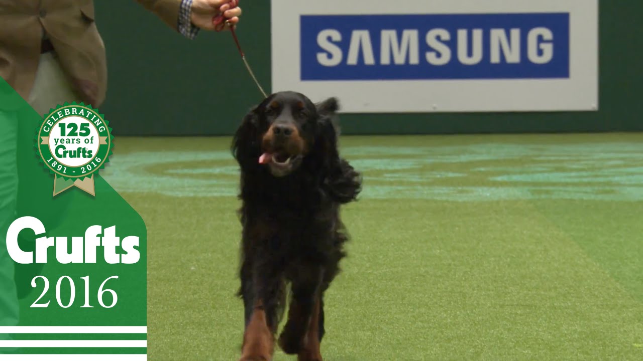 Gundog Group Winners Interview | Crufts 2016