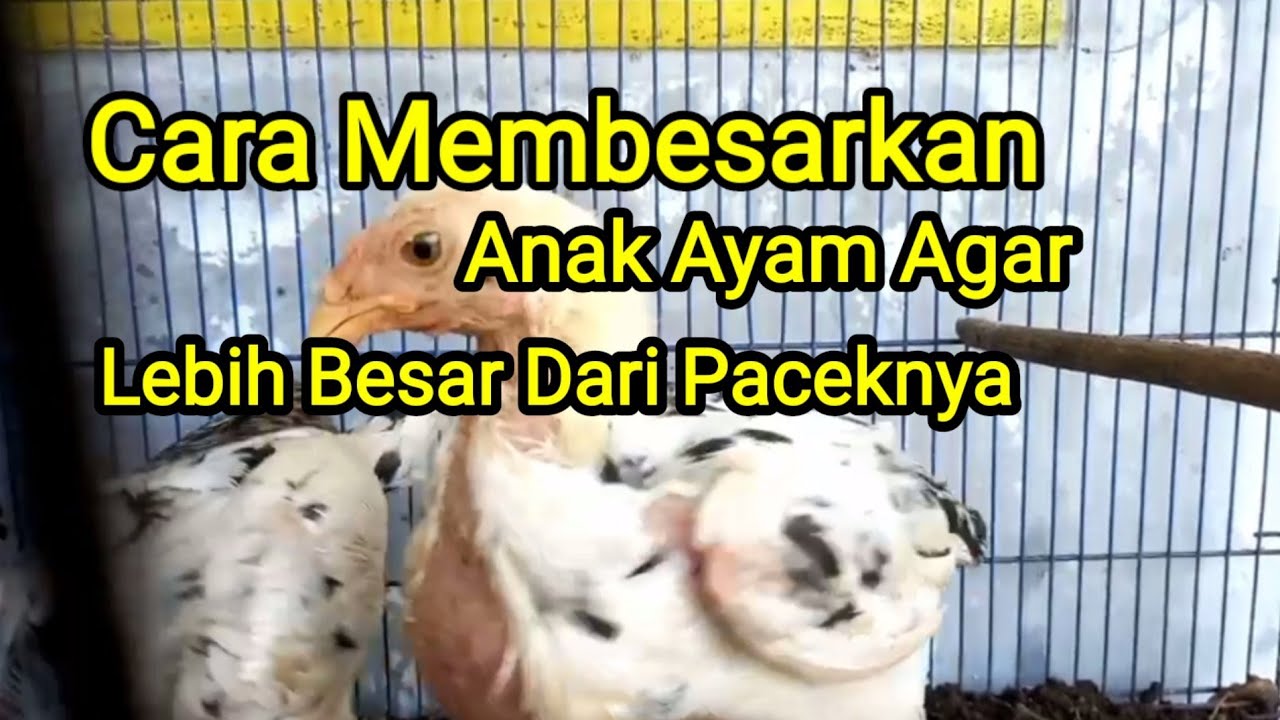 CARA MEMBESARKAN ANAK AYAM AGAR LEBIH BESAR DARI PACEKNYA