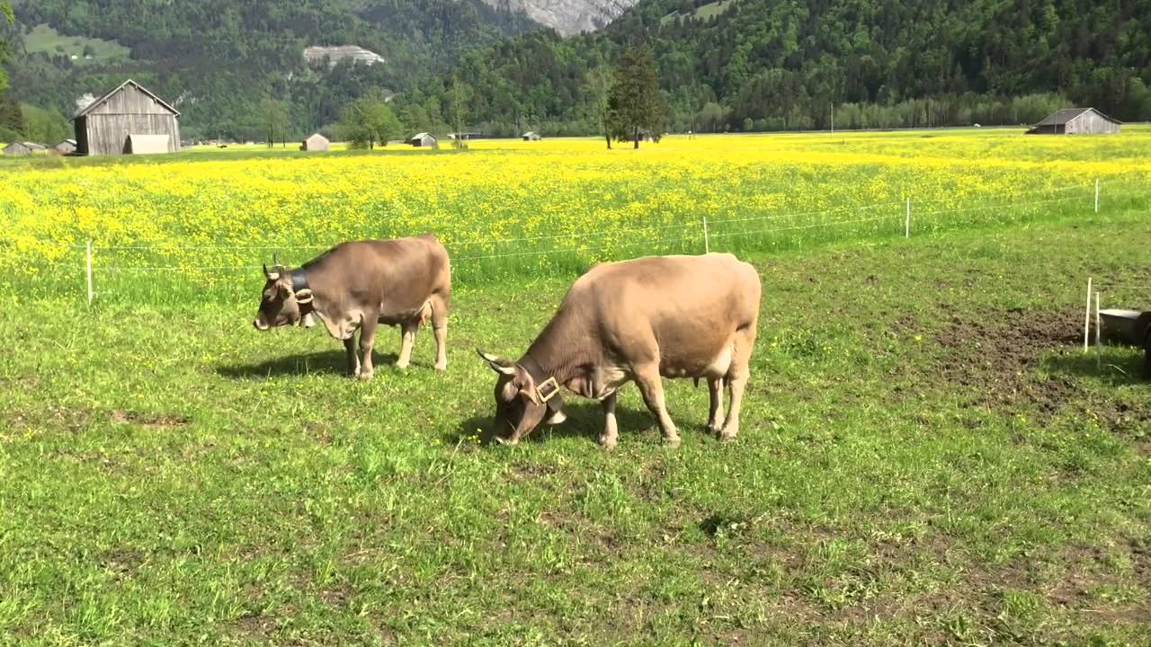 Ein Waelderdorf ist meine Welt - Zwei-Klang vom Wald