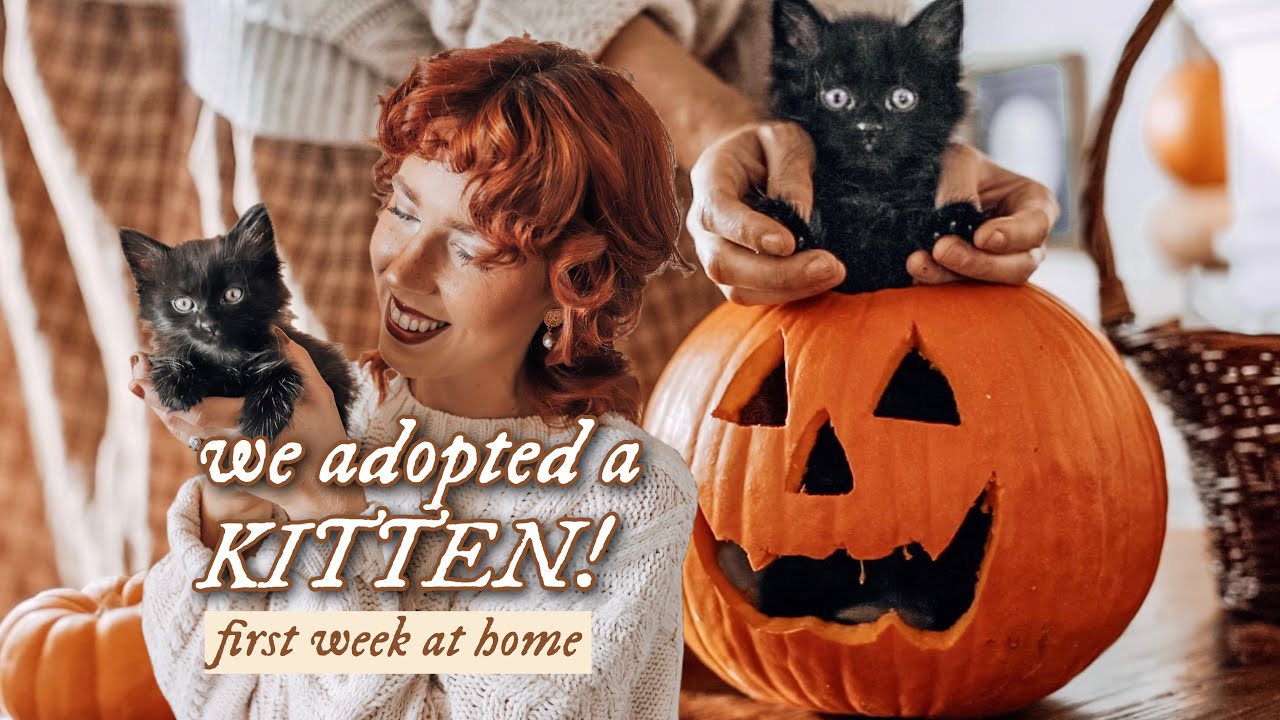 Bringing Home Our New Kitten, Binx 🍂 first days at home