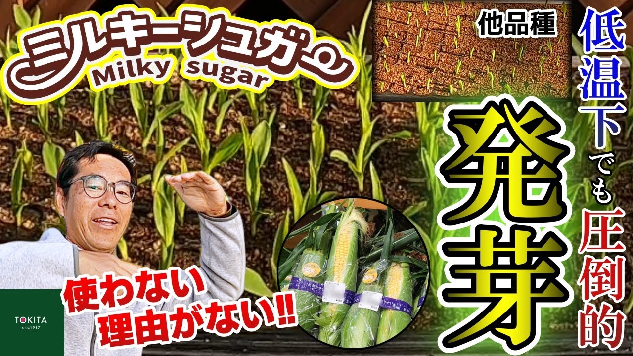 【新品種】これが新時代のトウモロコシ！抜群の発芽率「ミルキーシュガー」黄色＆バイカラー！【オープンデー2025】