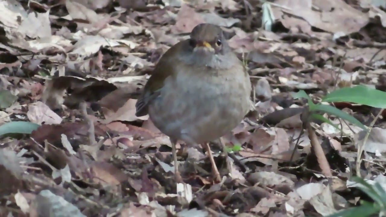 シロハラ_43_東高根森林公園_Pale thrush_4K