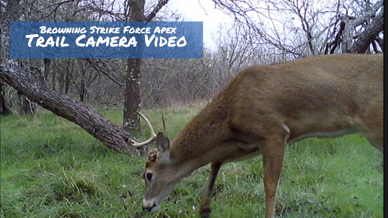 Strike Force Apex Browning Trail Camera Video Dec. 13-20, 2021