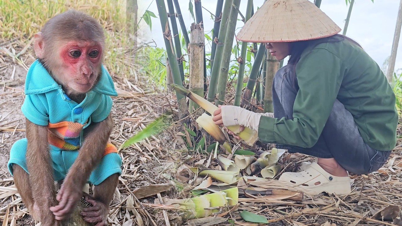 Bamboo Adventure! SU Wonderful Day Harvest With Mom!