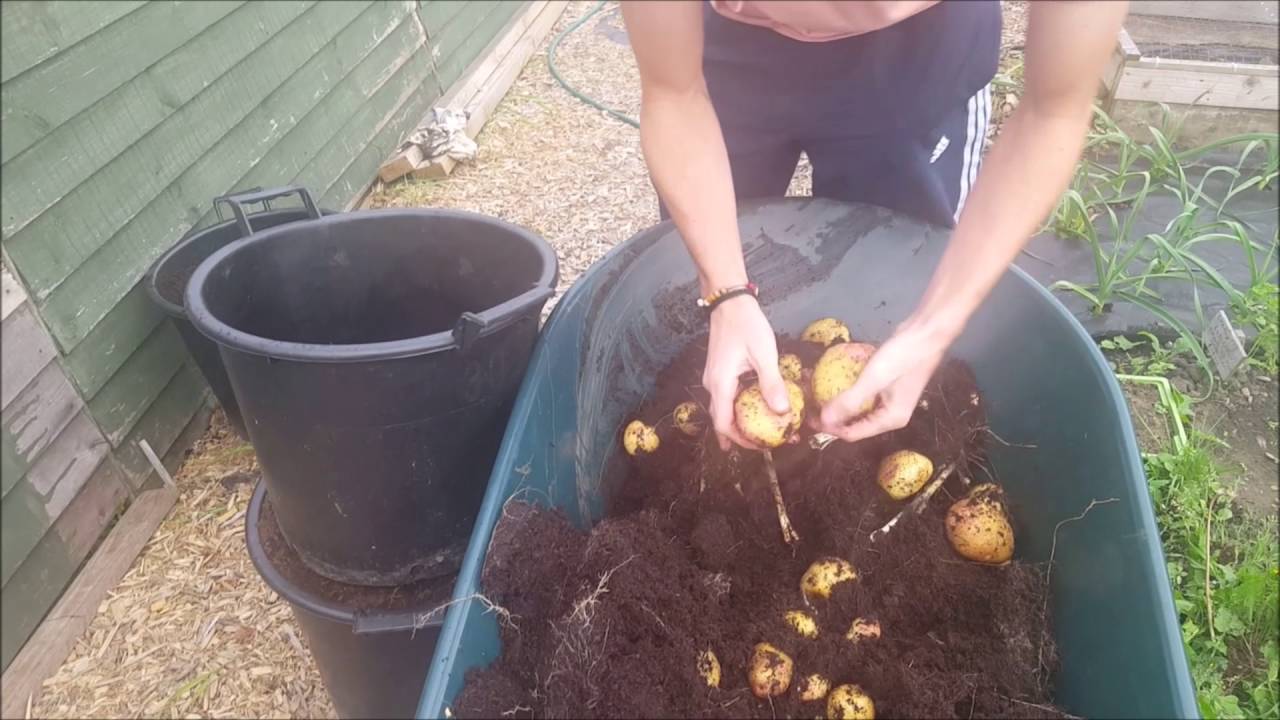 King Edwards Container Potatoes Reveal - (29) - 28.09.2016