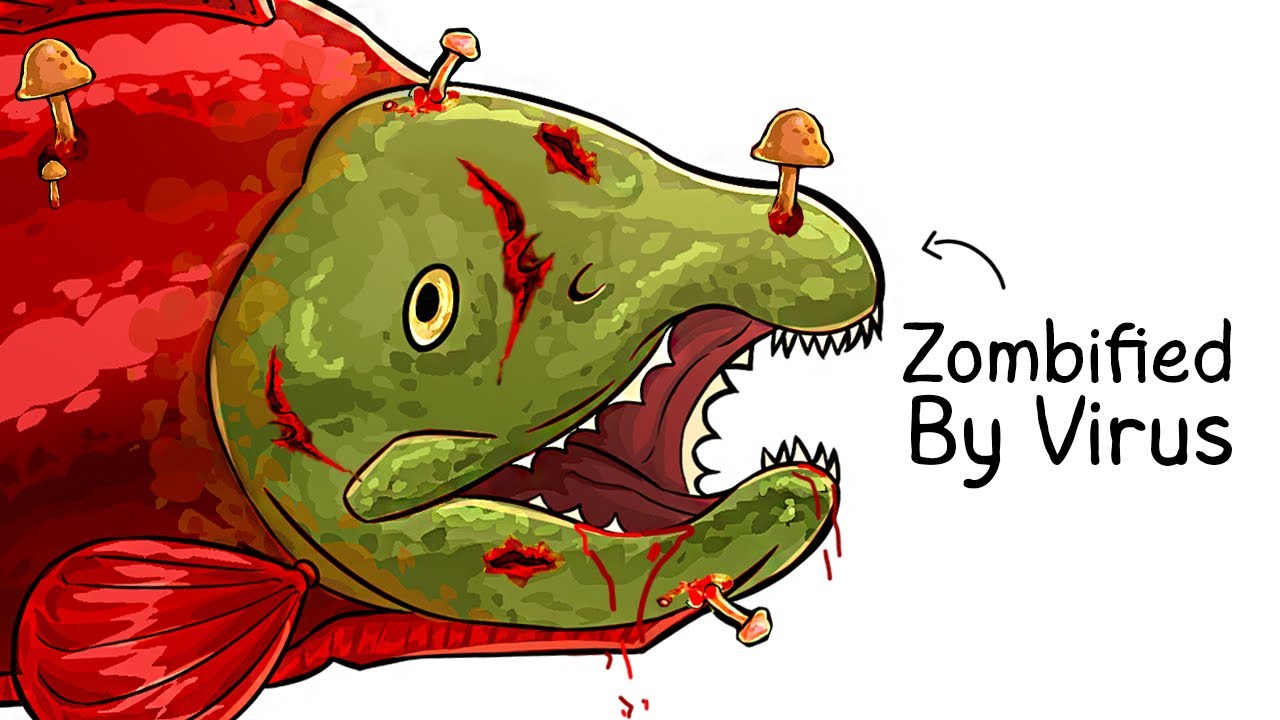 Why it Sucks To Be Born As a Salmon