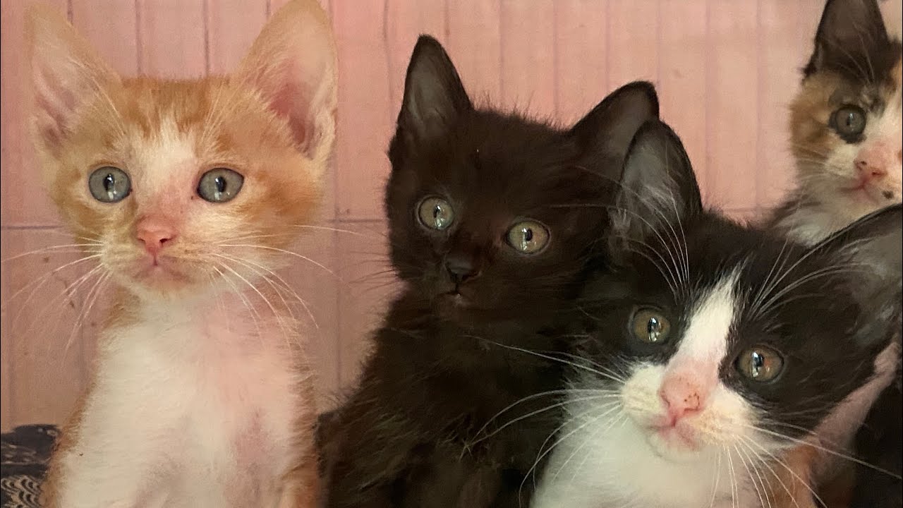 【和貓住】吸猫大队集合啦！猫妈带大8只幼猫！