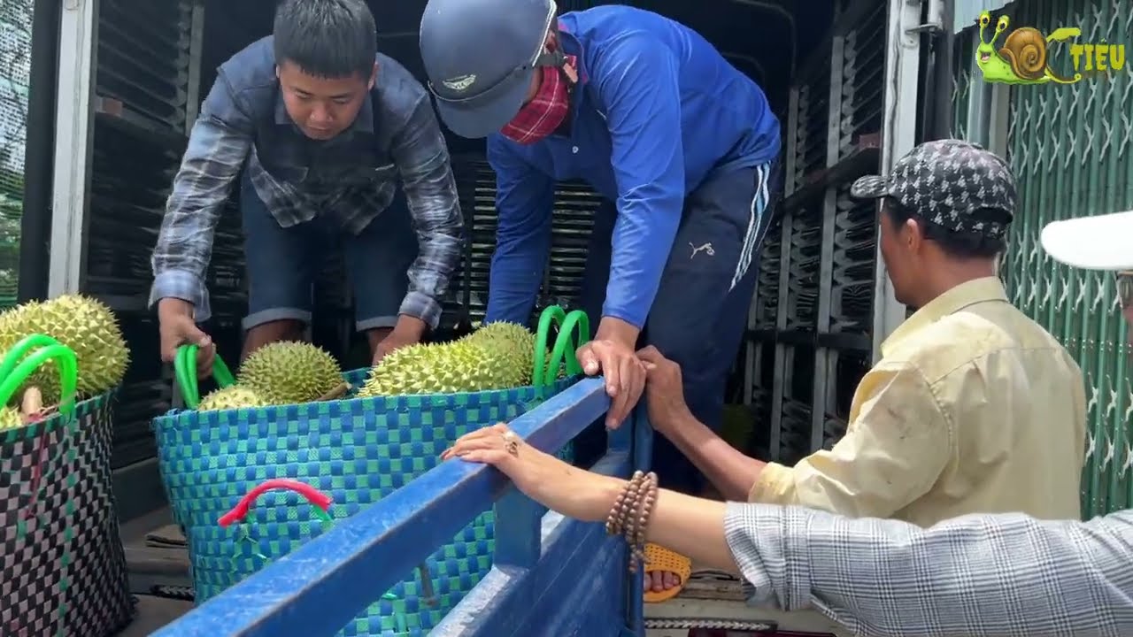 Cha Khương bận việc, Ba mẹ Ốc Tiêu xuống tận vườn cắt sầu riêng về để kịp giao OBCC