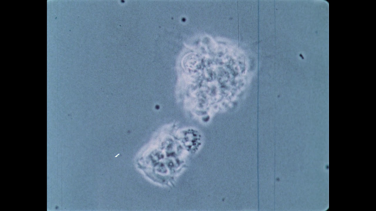 64. Cell Behavior In Insect Blood