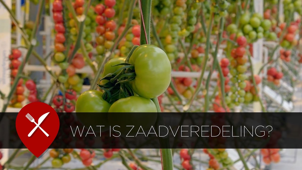 Wat is zaadveredeling?