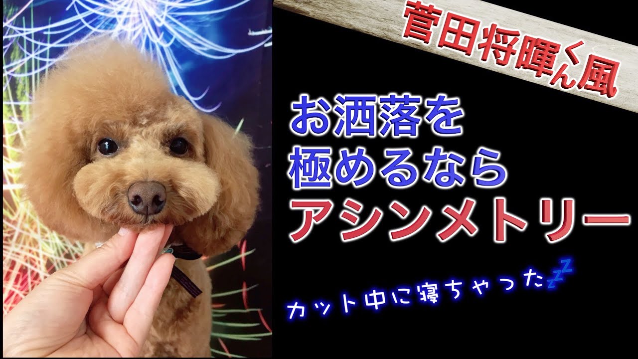 プードルのデザインカットをしたら人気俳優の菅田将暉君風になった