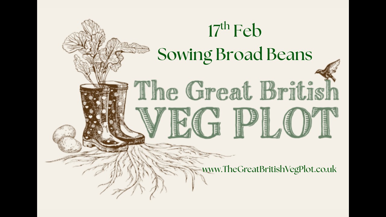 Sowing Broad Beans