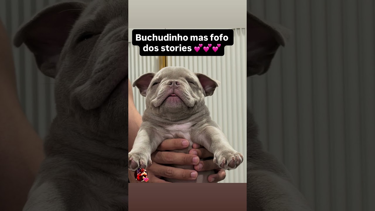 American Bully Micro sã dados das crianças