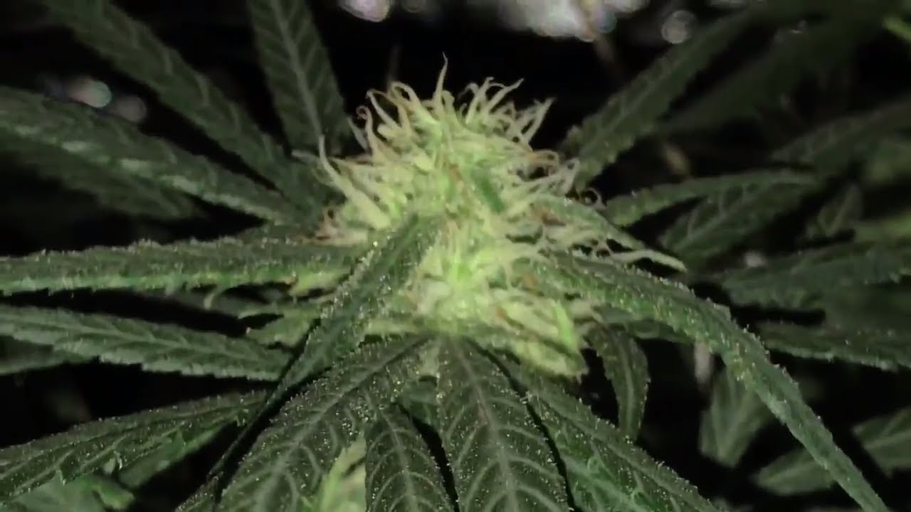 King Plus 1000w LED grow update #2