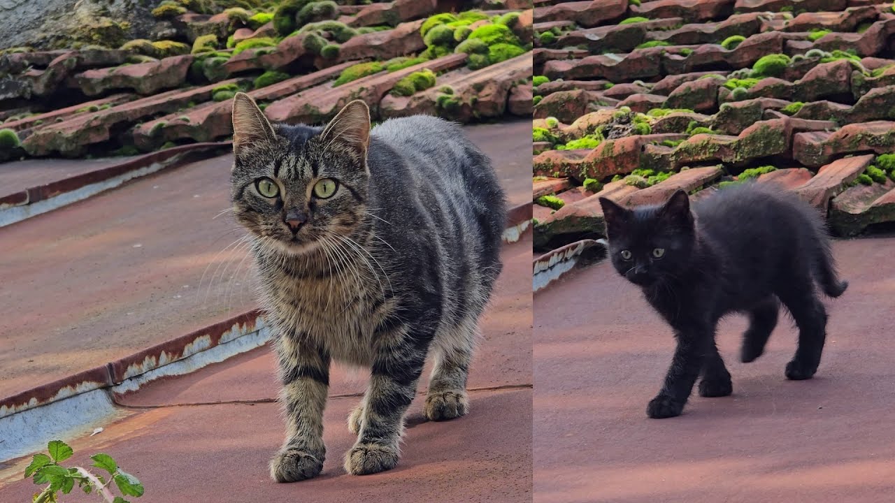 A Caring Stray Cat Hides Her Only Kitten Under an Old Barn Roof 🐱 Protecting Her Baby