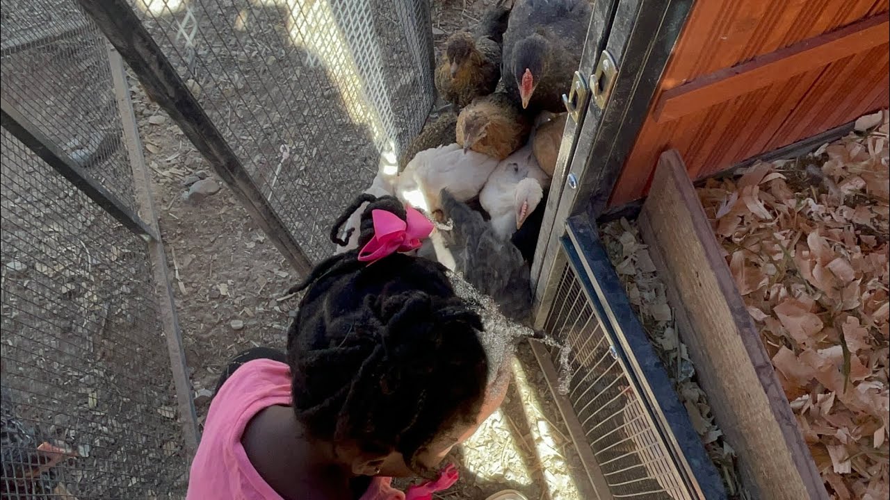 2/28/26 Sophia couldn’t put the babies back fast enough #5yo #chics #meatbirds 
