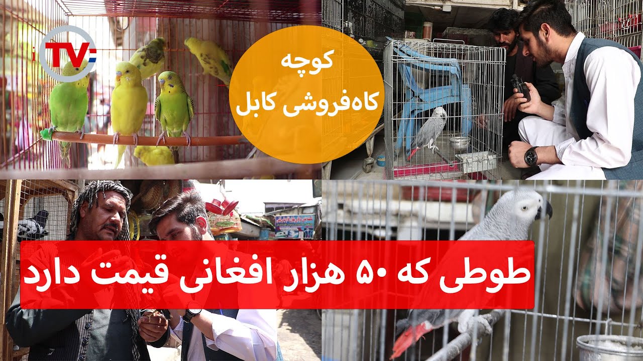 طوطی که ۵۰ هزار افغانی قیمت دارد!
