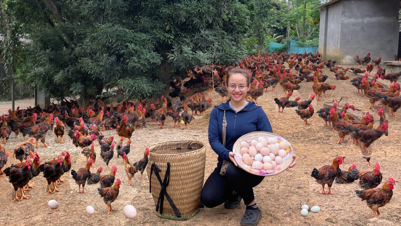Nearly a million chickens lay eggs. Harvest chicken eggs to sell at the market
