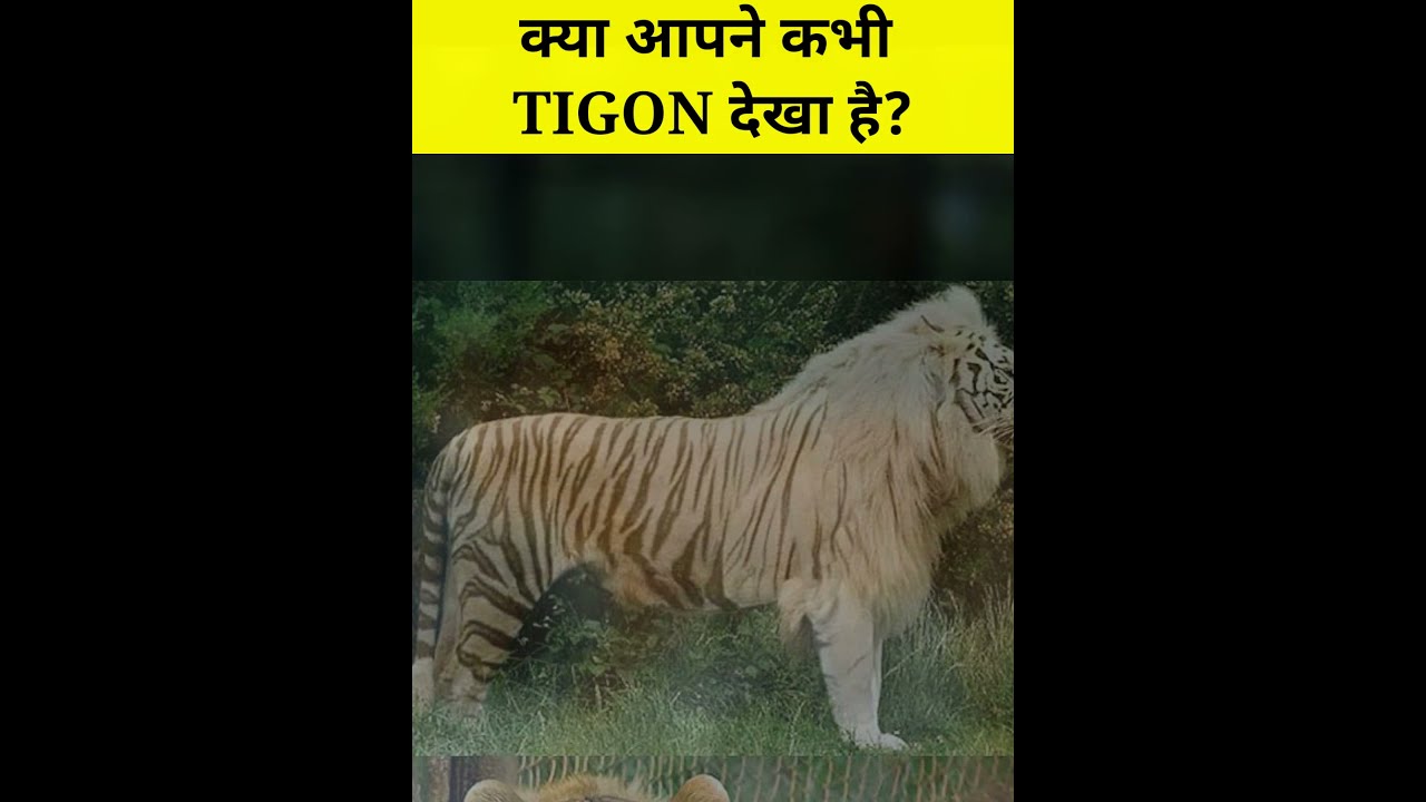 क्या आपने कभी Tigon को देखा है? 