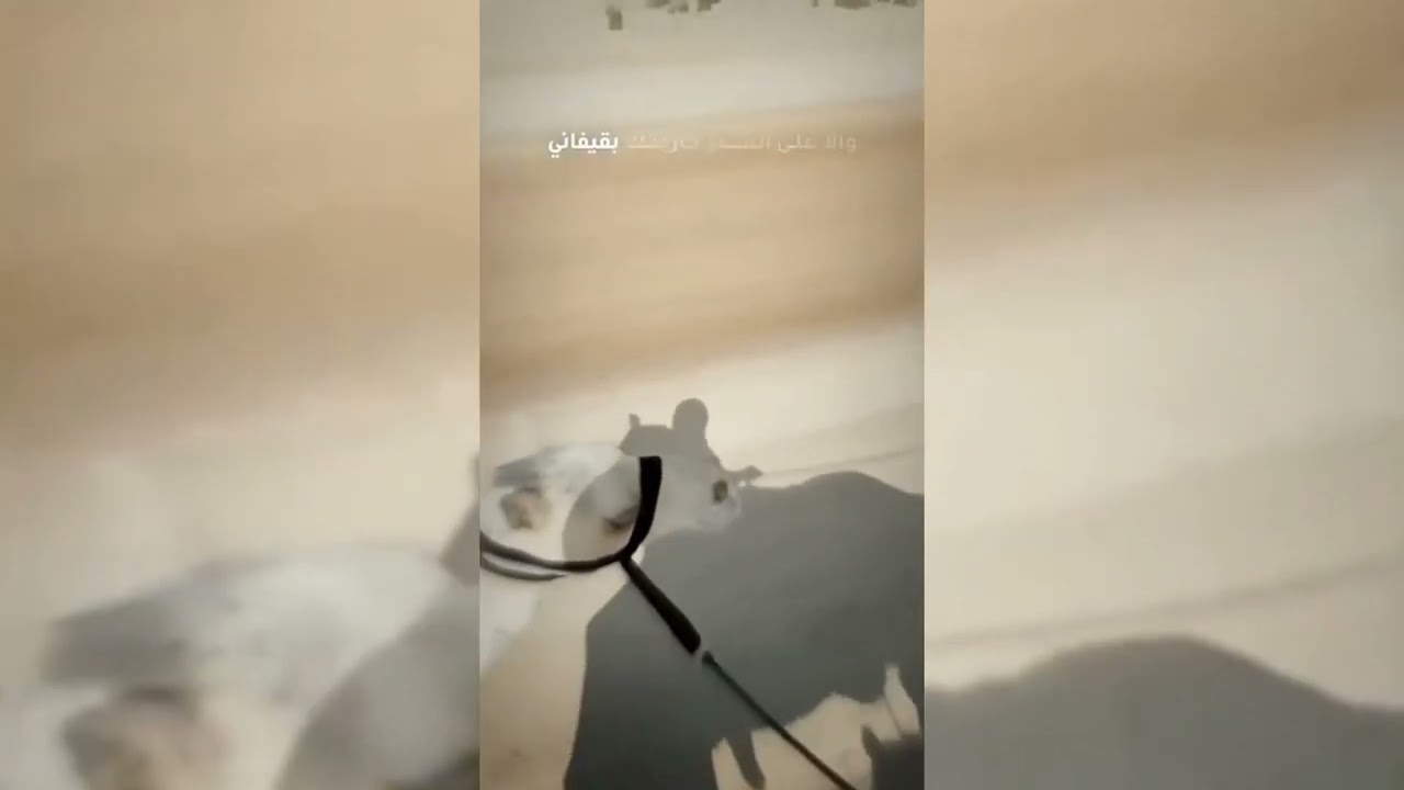 Sheikh Hamdan (فزاع 𝙁𝙖𝙯𝙯𝙖) هجن العاصفه و غيّاث #Short video #sheikhhamdan #fazza #fazza3 #faz3 #f3