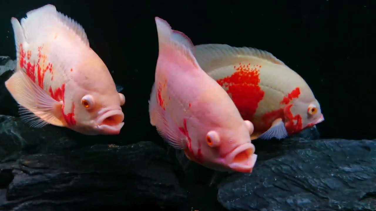Oscar fish red tiger albino 2 pairs pawiookie