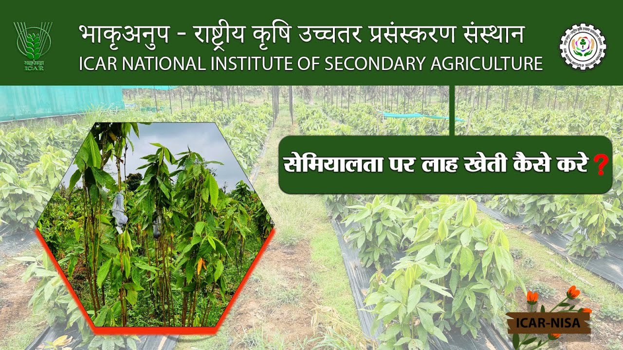सेमियालता पर लाह खेती कैसे करे ? | ICAR - NISA ||
