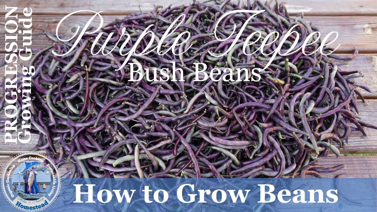 How to Grow Beans  (PROGRESSION) Complete Growing Guide - Purple Teepee Bush Beans