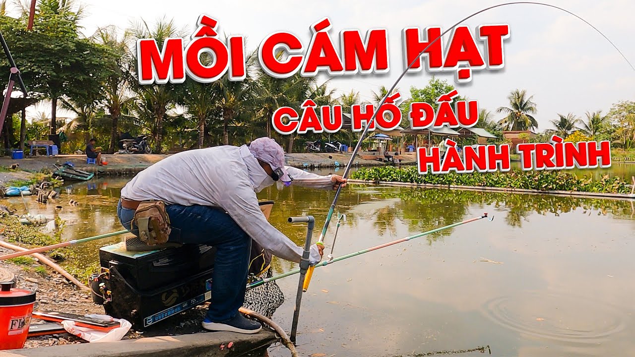 HỒ CÂU HOÀNG SINH - MỒI CÁM HẠT CÂU HỐ ĐẤU RƠI HÀNH TRÌNH ! HỒ NƯỚC SÂU - CÁ CHẠY KHỎE !