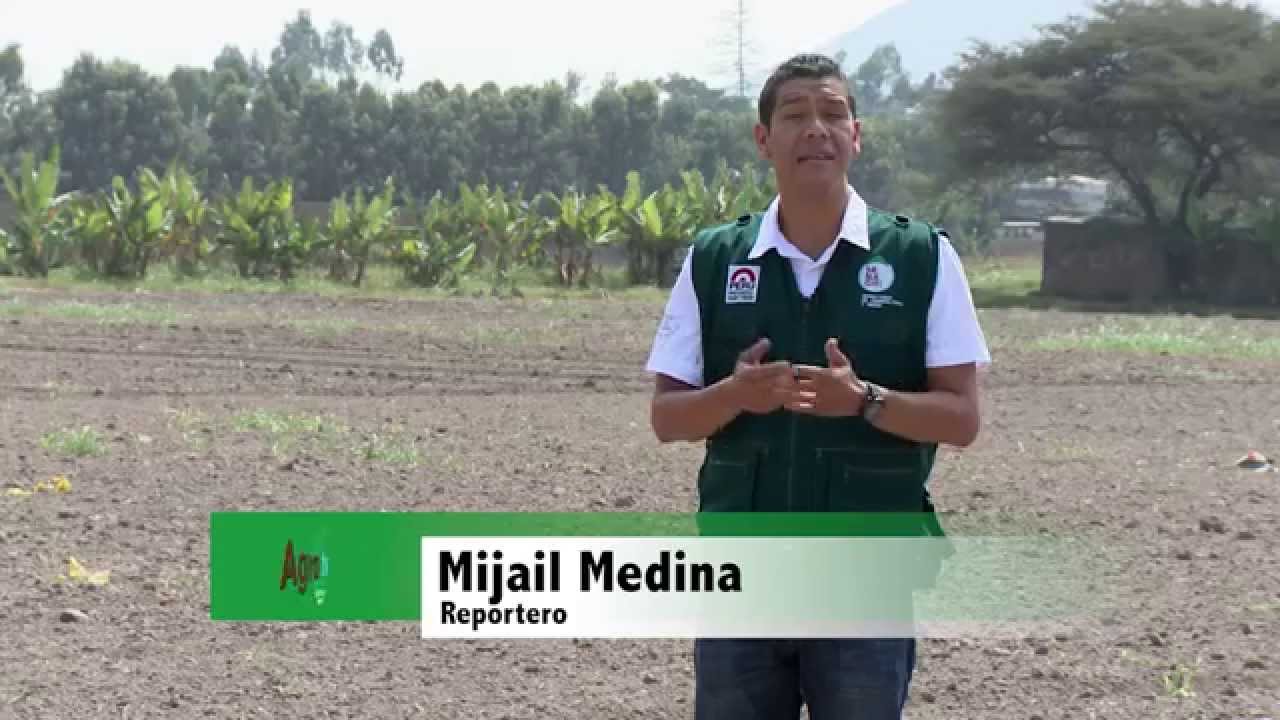 AgroTV 13 Cultivo de duraznos y Bodegas de pisco en Cañete