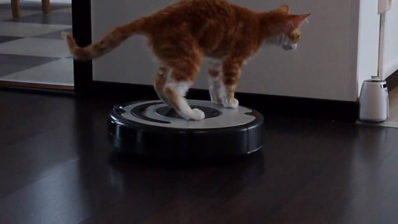 -DeXter- La Perm Captain of the ROOMBA