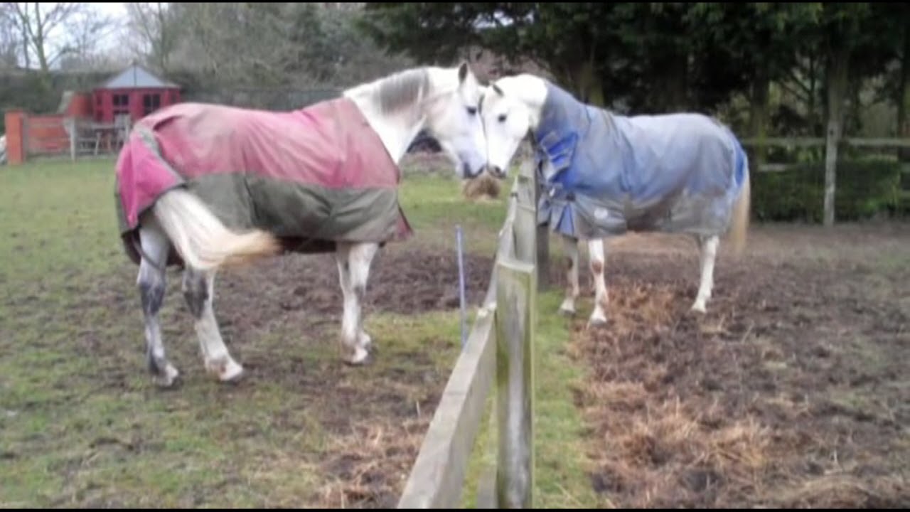 Introducing a new horse to the herd - Part 1