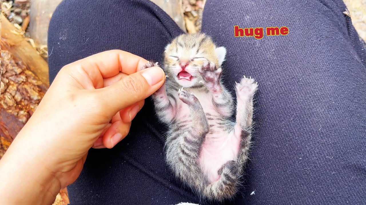 Poor abandoned kitten: 