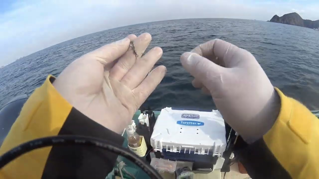 20260210 伊島沖　サワラ　サビキ　しましま号　阿南沖