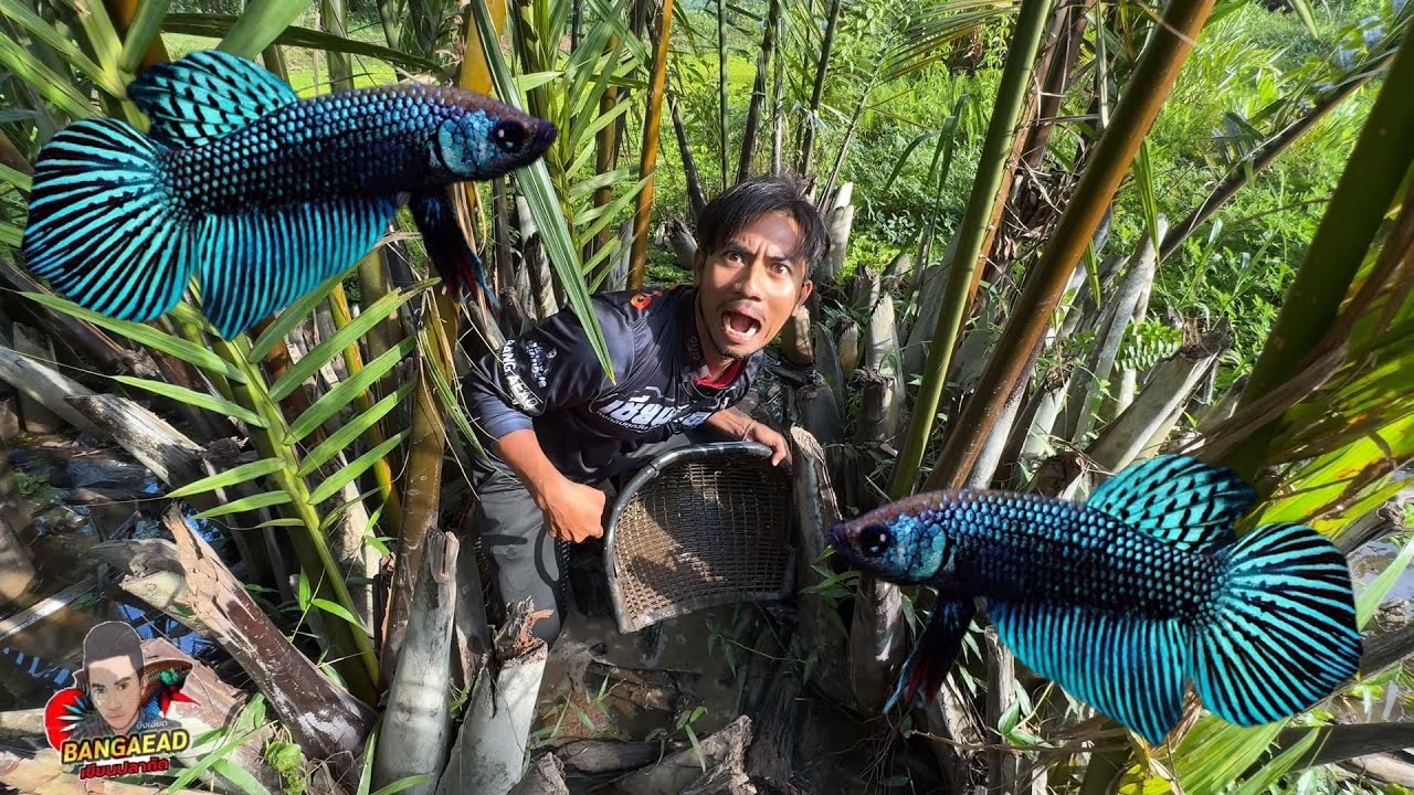 นั่งเรือข้ามทะเล มาลุ้นปลากัดบ่อป่าจาก จะเจอมหาชัยไหมไปลุ้นกัน