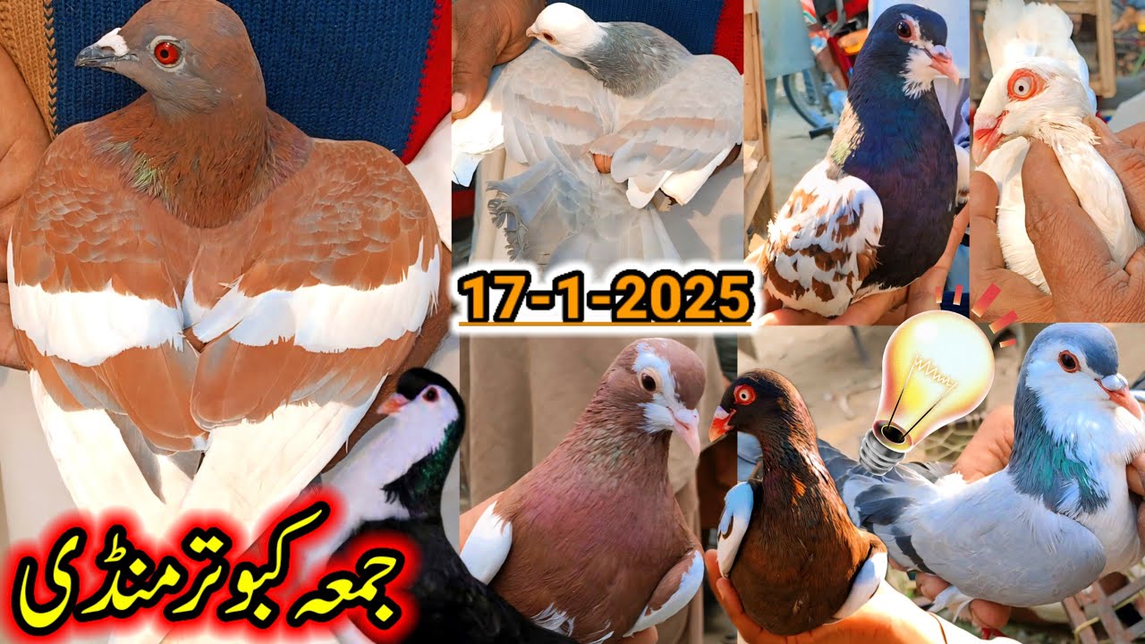 Kabootar Mandi Layyah | Pigeon Market | ColorFull Pigeons Updates | Alfi Shrazi Sabaz Khal Kabootar
