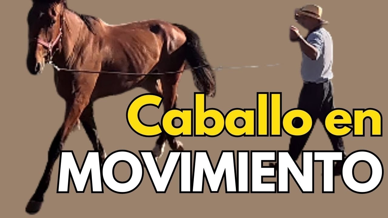 Primer contacto con un caballo miedoso: movimiento, calma y frente