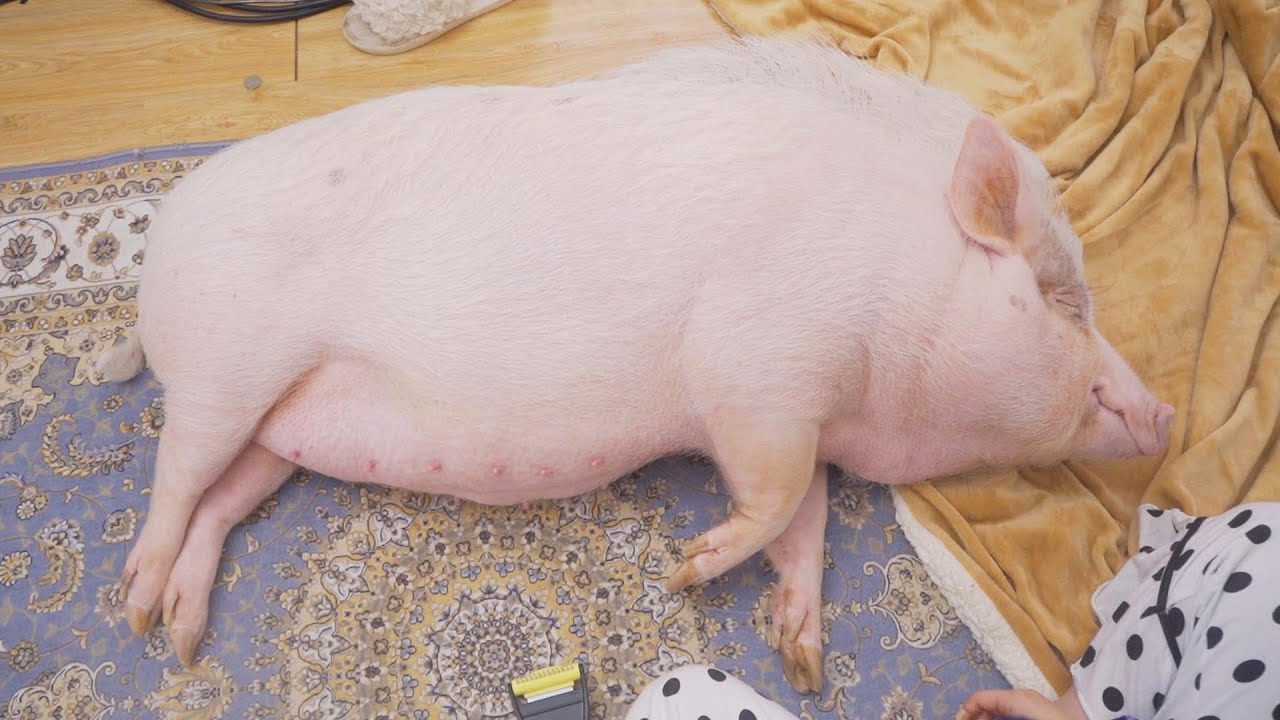 The pig you're looking at is an 88kg pig