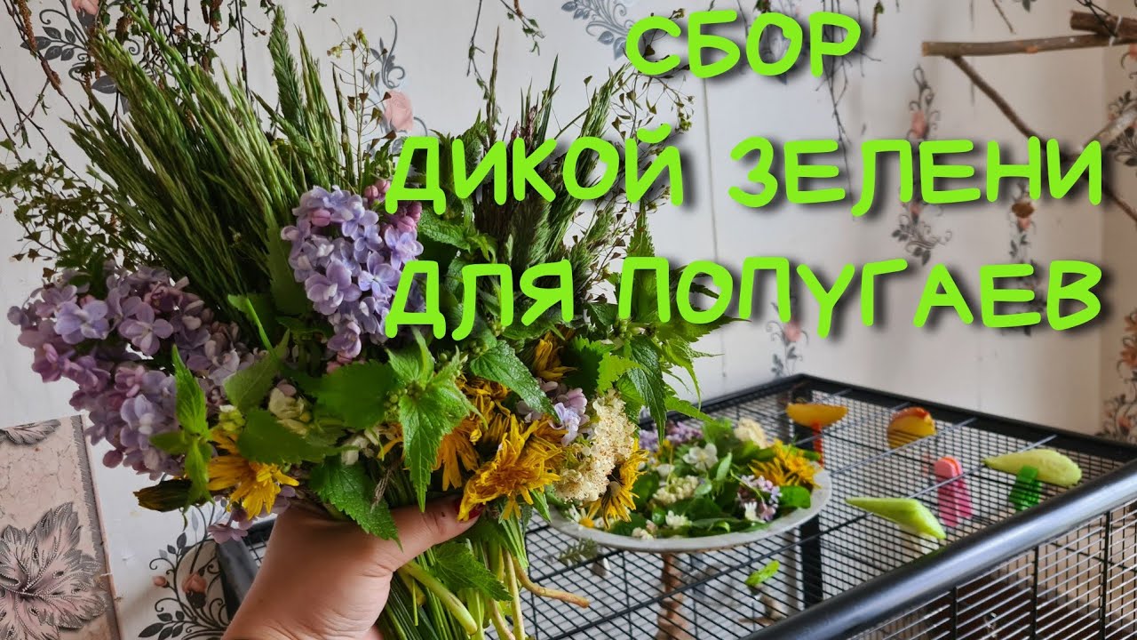 СБОР ДИКОЙ ЗЕЛЕНИ ПОПУГАЮ🌾 Лето! Пора собирать травы и растения попугаям
