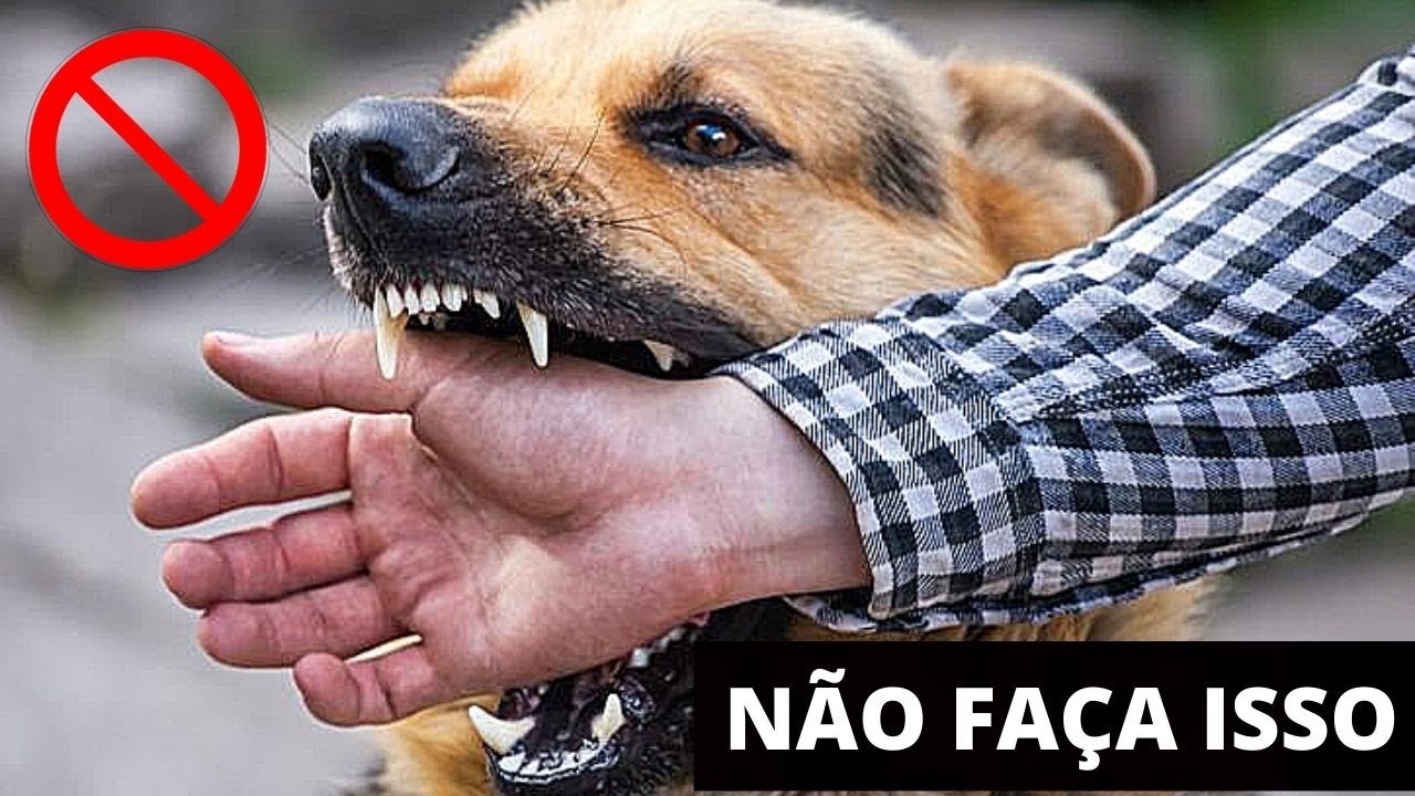 Top 10 Curiosidades Sobre Cachorros