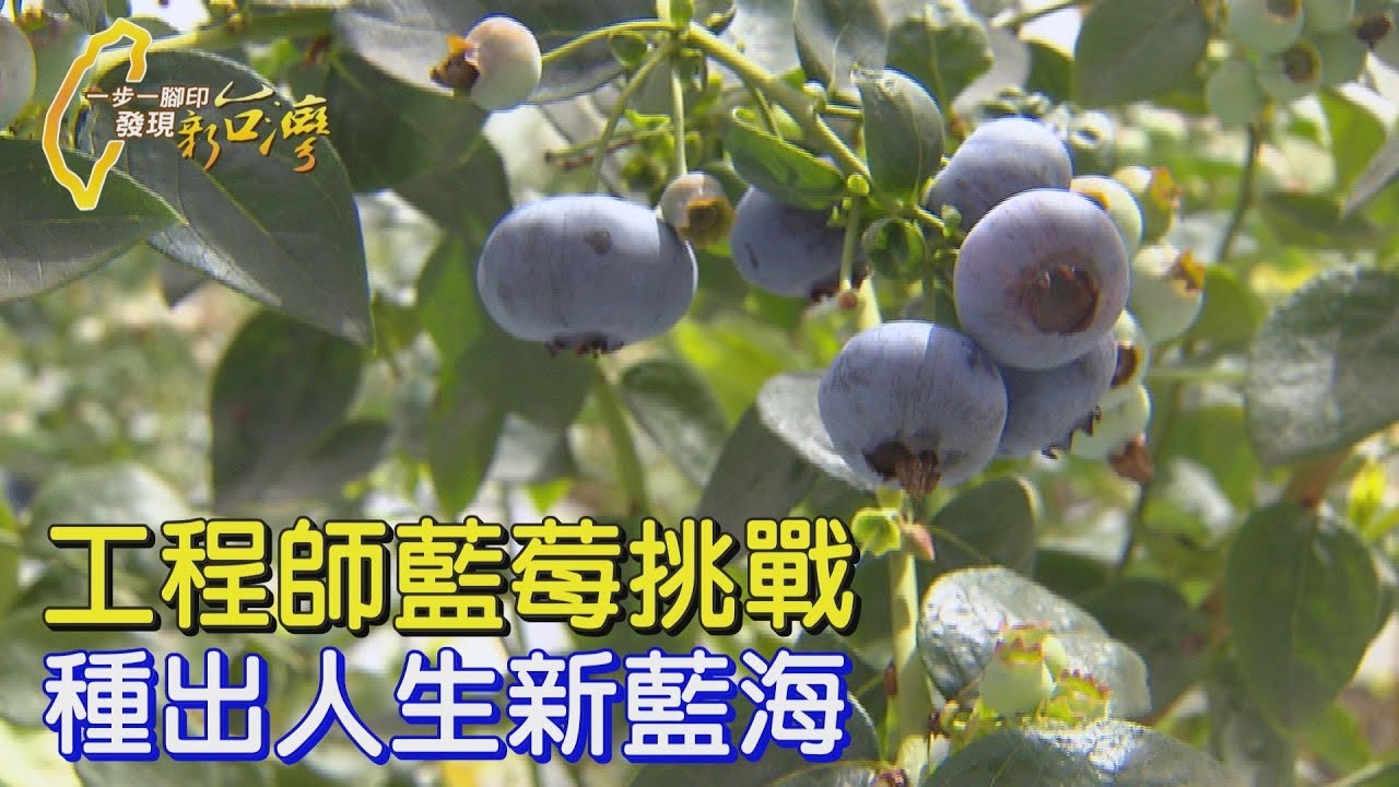 〔台中〕“不做 什麼都沒有”決心從科技業轉行務農  工程師賣房從零摸索 種出優質國產藍莓∣一步一腳印【轉變的決心台灣藍莓】202500511
