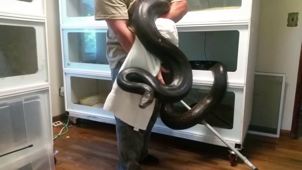 Moses my 14+ foot Male Reticulated Python