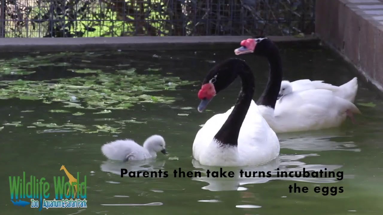 Baby Black Neck Swans