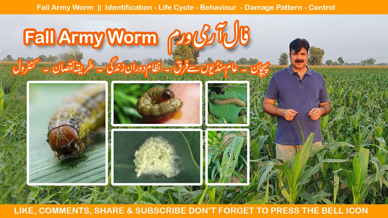 Fall Army Worm Identification - Life Cycle - Behaviour  - Damage Pattern - Control || فال آرمی ورم