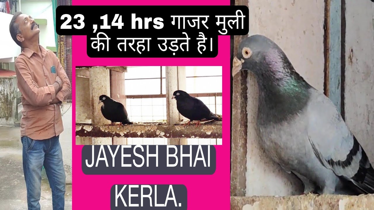 JAYESH BHAI FROM KERLA..SPL FOR TUMBLUR PIGEON.