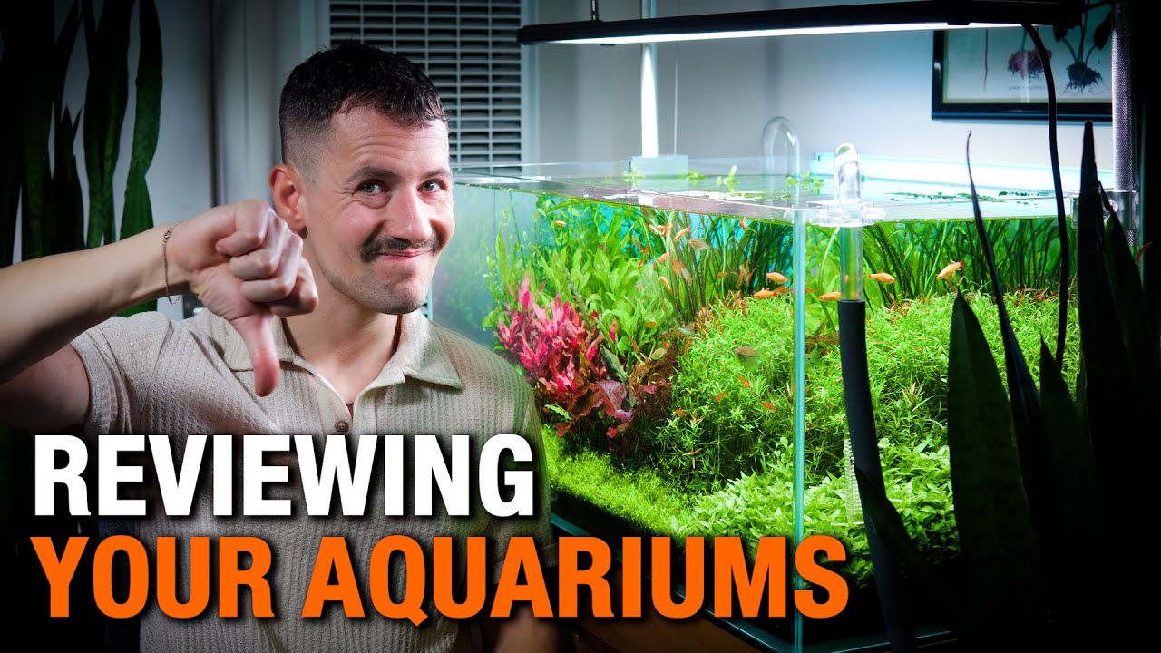 BEGINNER AQUARIUM MISTAKES (Reviewing Your Planted Tanks)