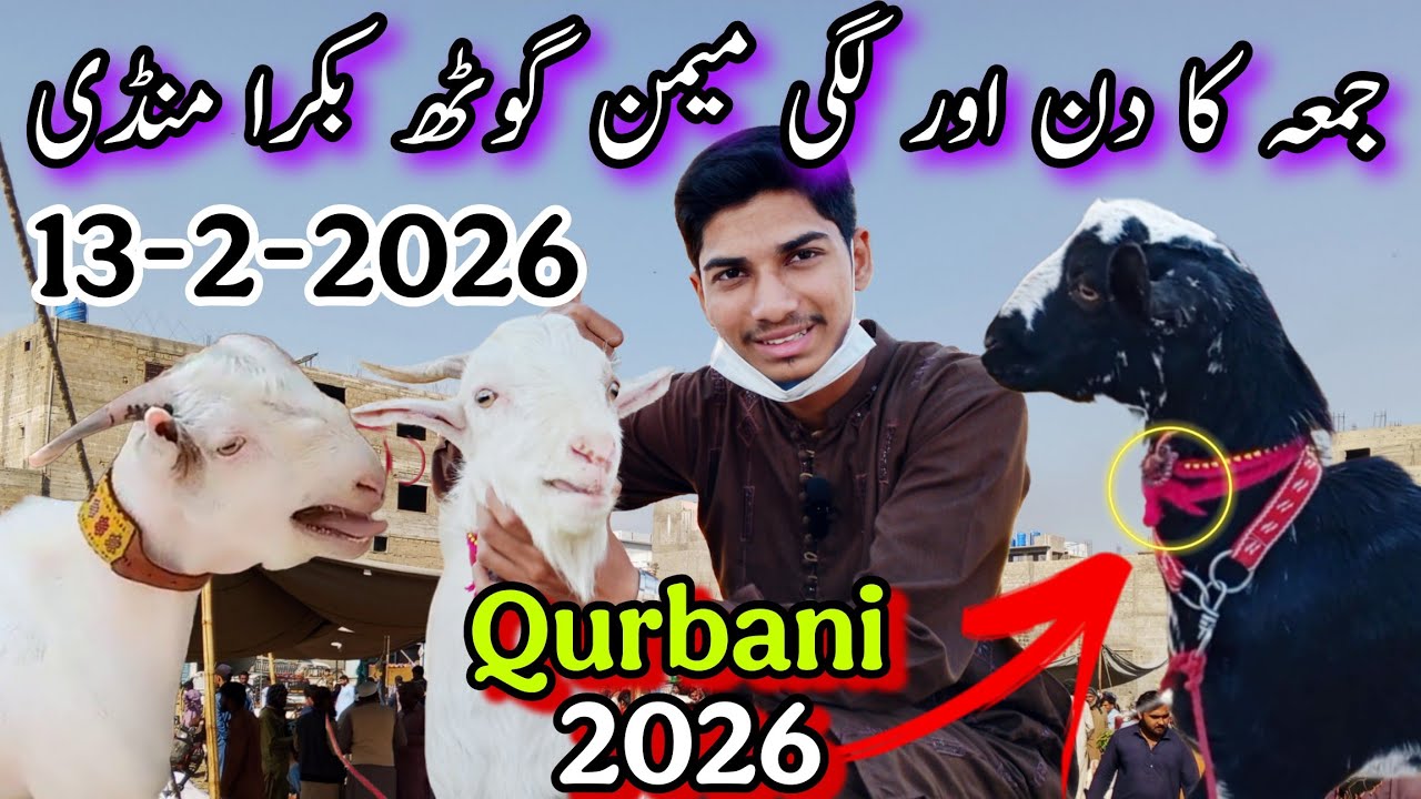 Friday Memon Goth Bakra Mandi Latest Updates | 13-2-2026 | Bakra Mandi Rates Updates | @AhmedKSath 