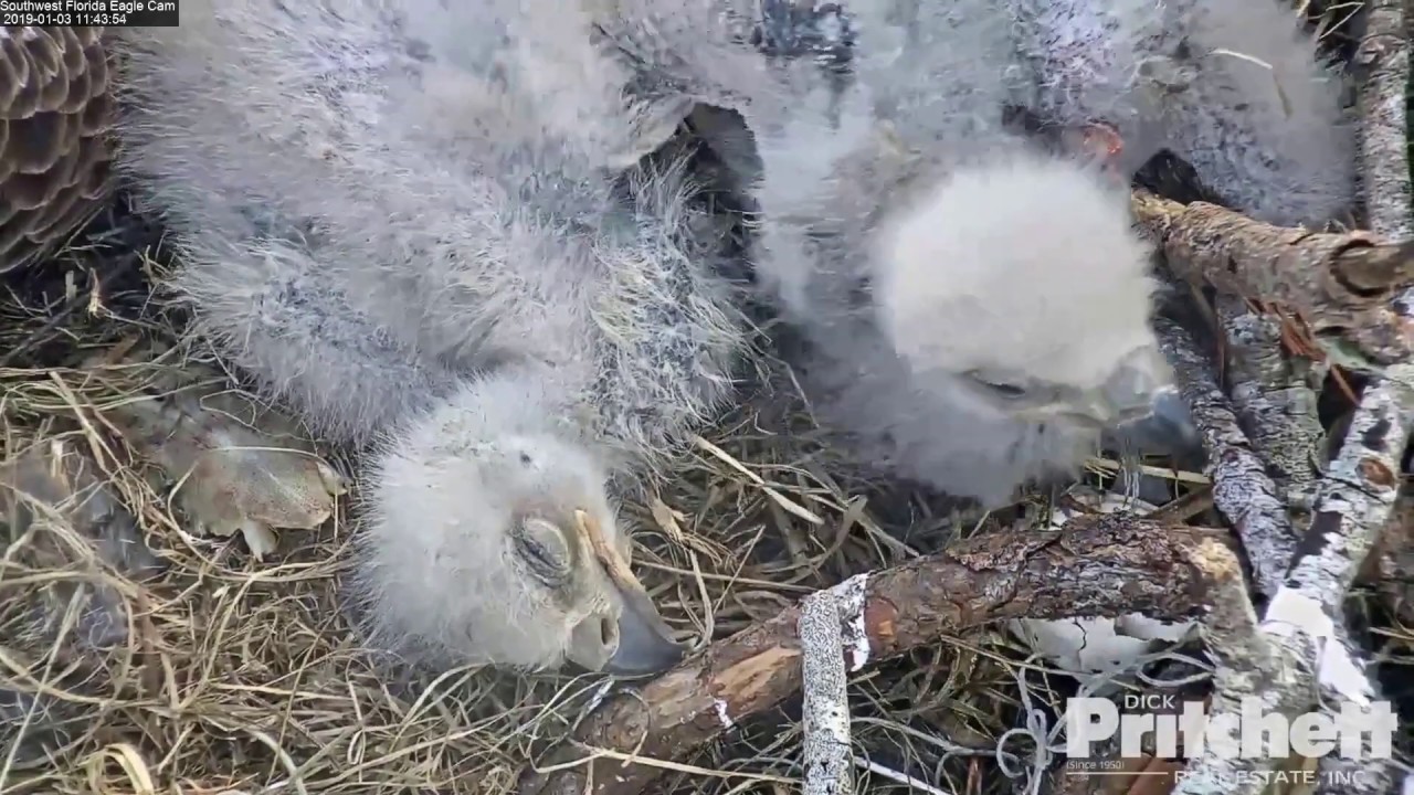 01-03-19 SWFL eagles; snuggles and pins.