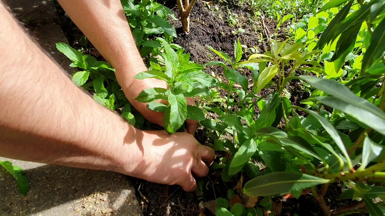 Replanting Mint Plants - Easy method to increase mint plants in your garden