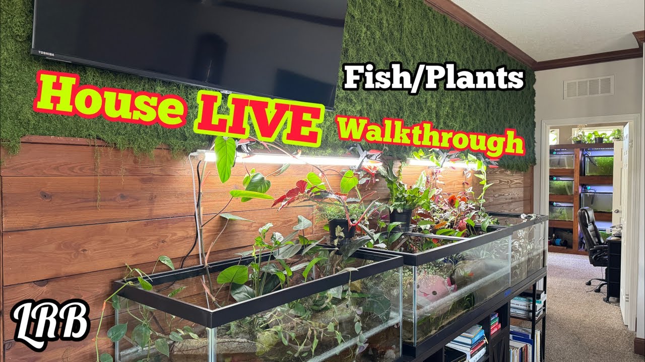 Sneak a LIVE Peak Inside LRBs House Lots of Plants and Aquariums