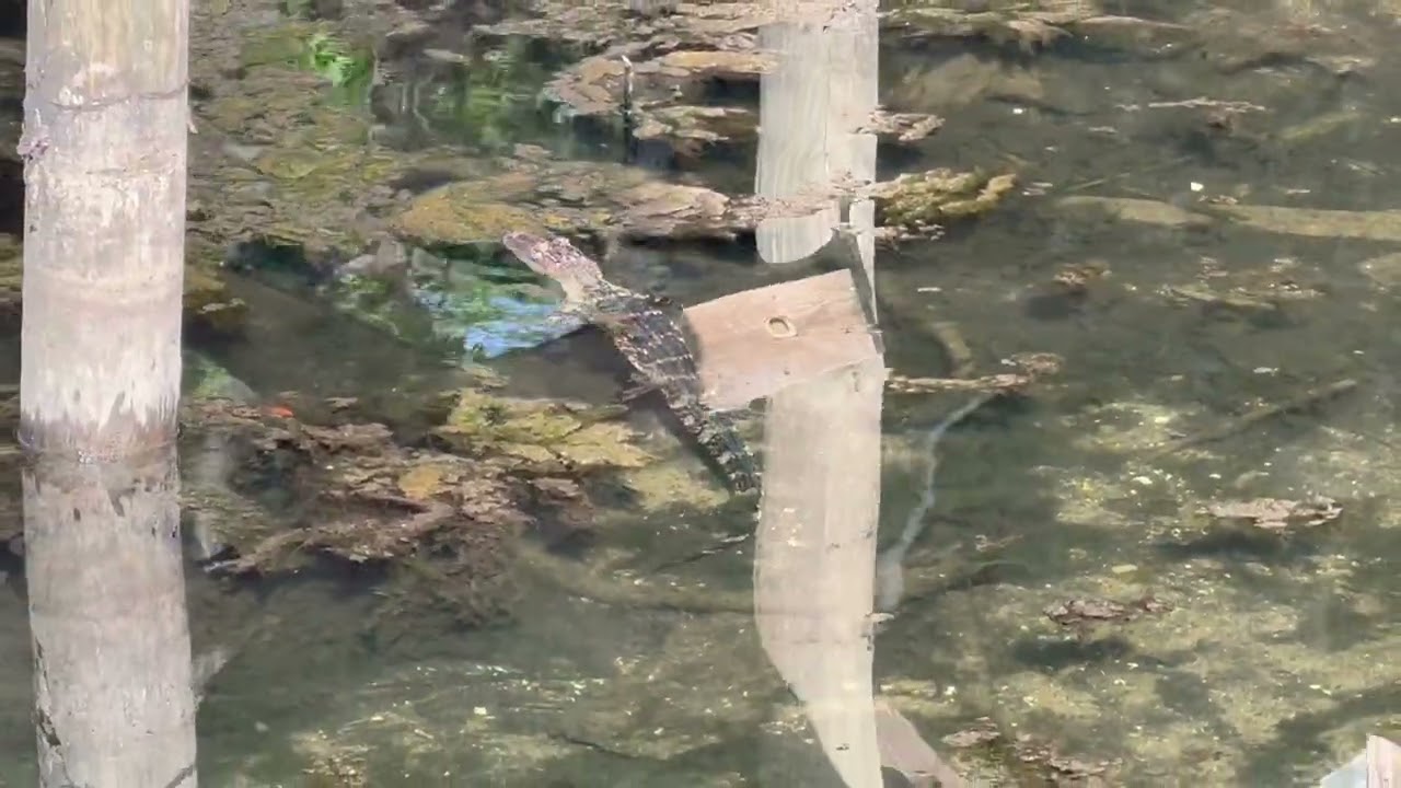 Small Gator @ Manatee Springs March 13, 2026